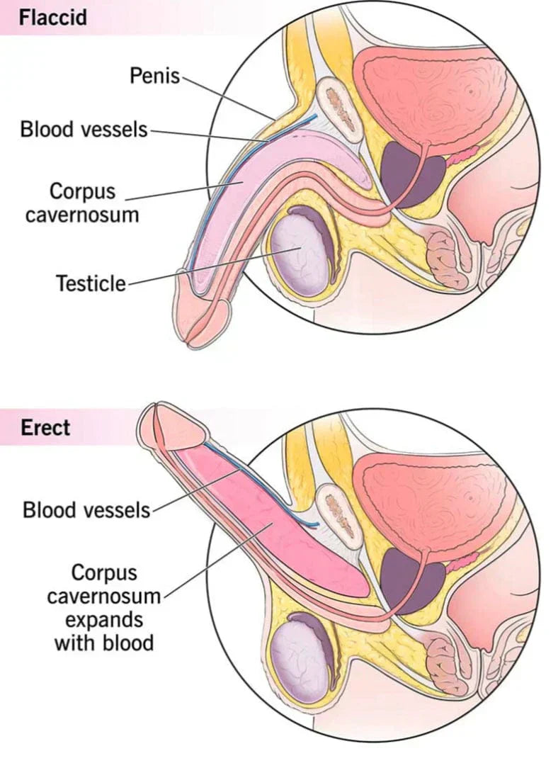 DA Zeagra Herbal Power Massage Oil - New Formula